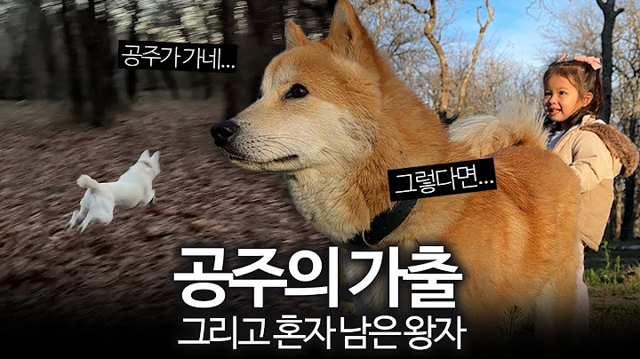 공주가 가출해버렸어요. 그러자 체리 곁에서 달라진 진돗개 왕자의 행동.