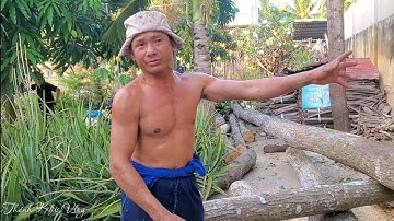 Hồi hộp‼️ Vua Khỉ Miền Tây mé nhánh cây Dâu siêu cao trong khu công nghiệp nhiều xe tải lớn qua lại