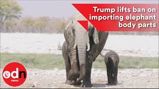 Trump lifts ban on importing elephant body parts