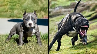 ANTES E DEPOIS DE ANIMAIS CRESCENDO. TRANSFORMAÇÕES ANIMAIS INCRÍVEIS