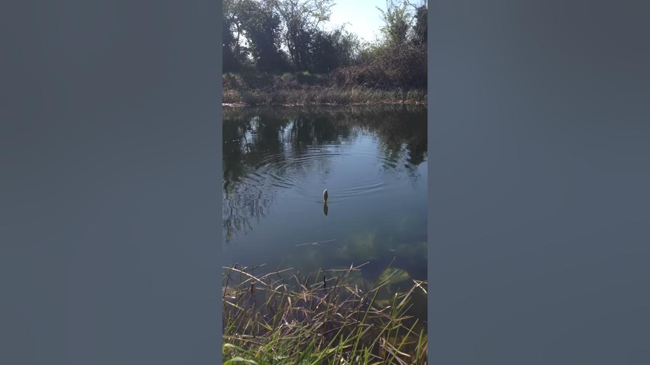 Royal canal Lucan fishing Dublin Ireland 2015 YouTube