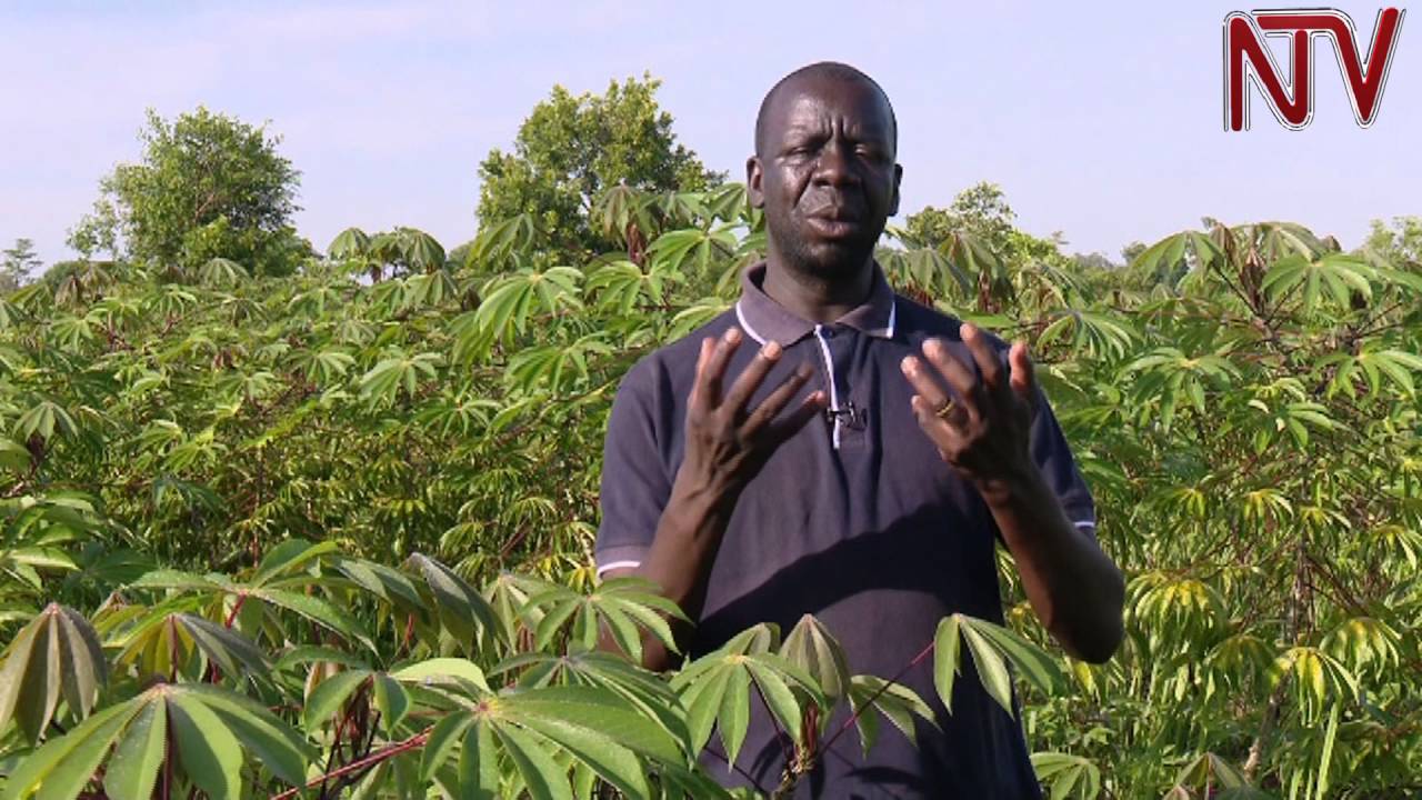 Cassava farming changing lives of small farmers YouTube