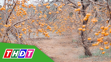 Mùa hồng chín ở cao nguyên Mộc Châu | THDT