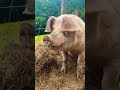 The pigs ate my camera...
