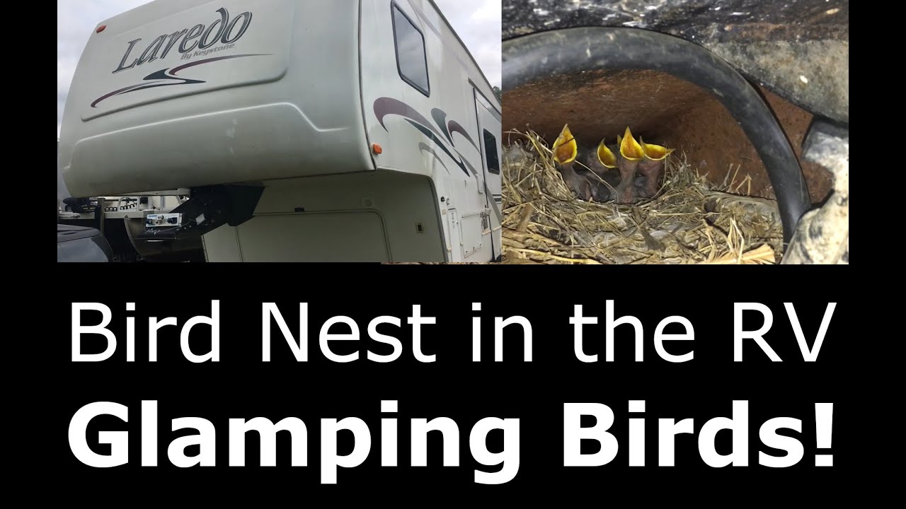 Glamping Birds! Relocating Baby Bird Nest from 5th Wheel Camper before ...