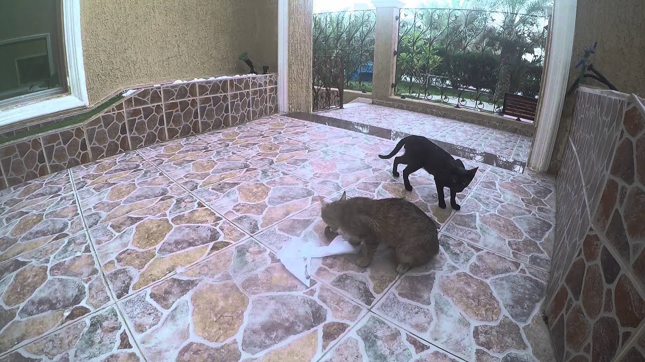 Is It Illegal To Take Stray Cats In Kuwait