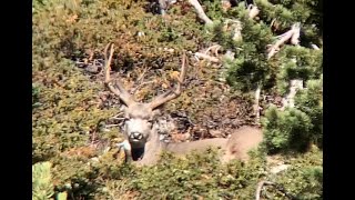 Bobcat Takes Down Mule Deer!!!