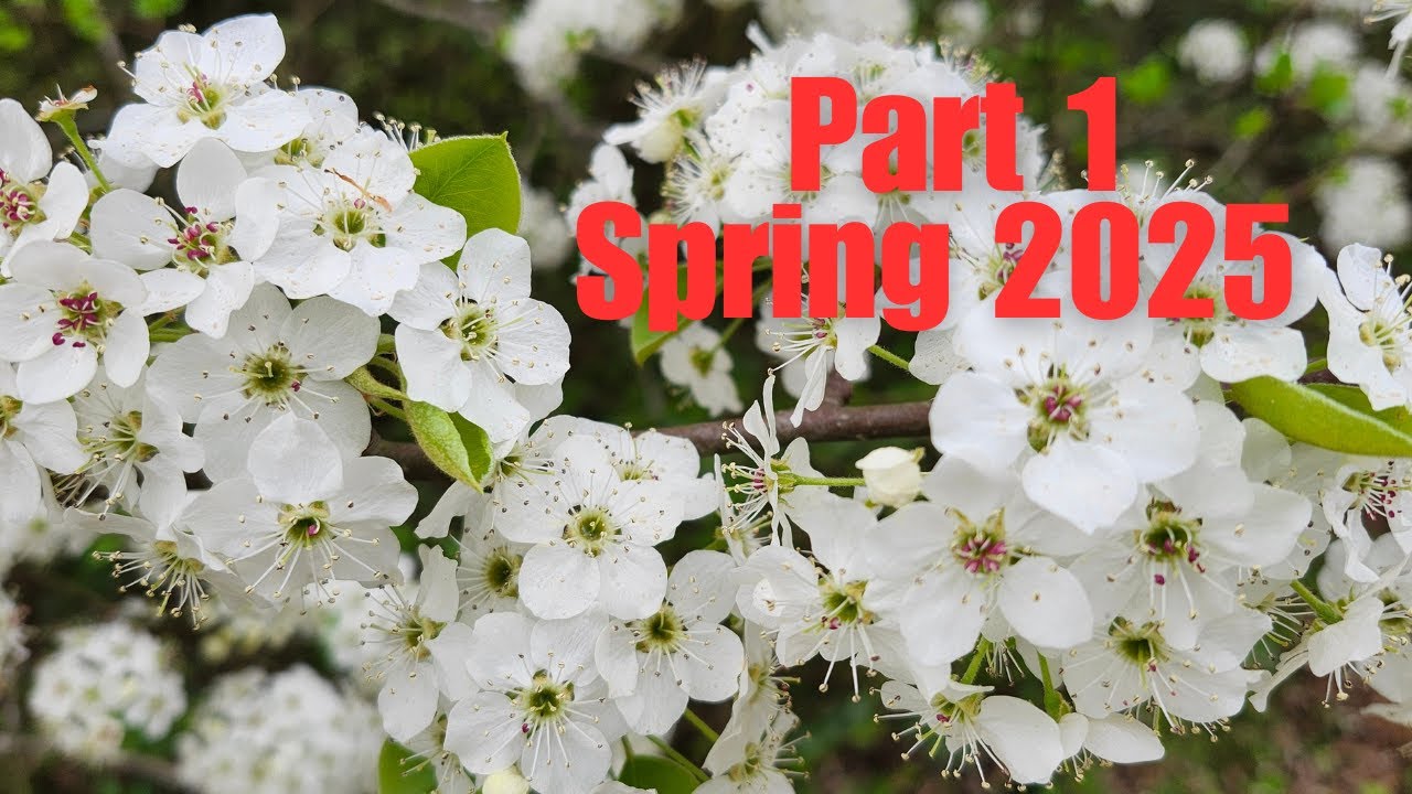 Part 1 Spring PART 1-SPRING 2025 - YouTube
