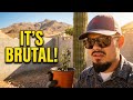 Desert Gardening Doesn't Have to Be This Hard - You can grow your own