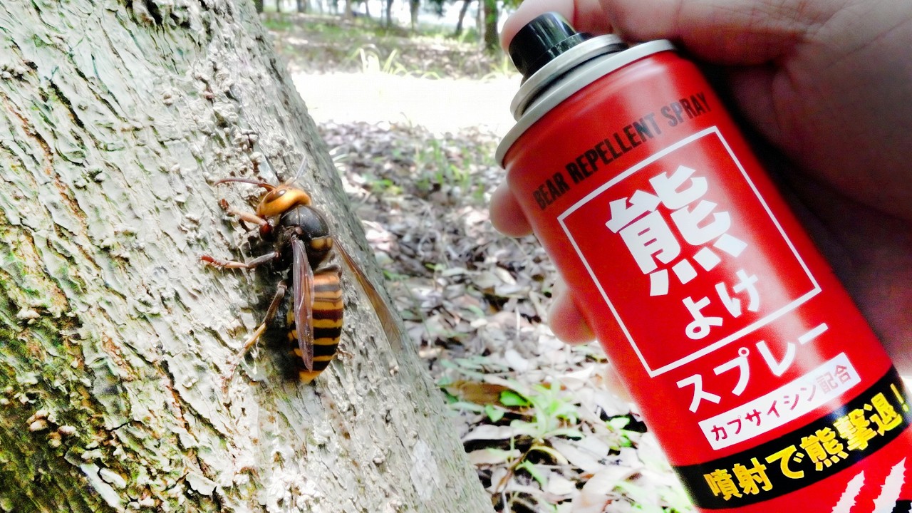 オオスズメバチにクマ撃退スプレーをかけると…ヤバすぎた
