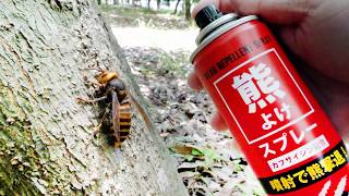 オオスズメバチにクマ撃退スプレーをかけると…ヤバすぎた
