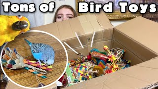 Opening a Giant Box of Bird Toys from Planet Pleasures!! (With crazy birds)