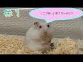 我が家にハムスターが来たので紹介します。【ジャンガリアンハムスター】