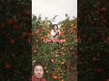 Vườn cam xiêu quả