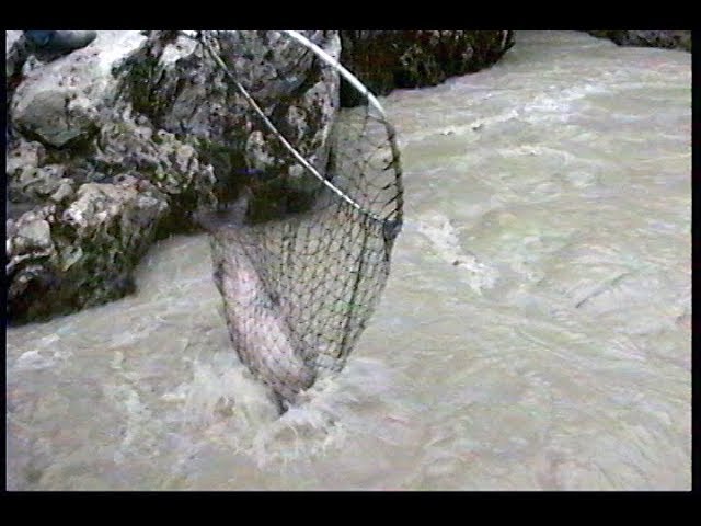 Dip Net Fishing for salmon in the Copper River, Alaska -- catching