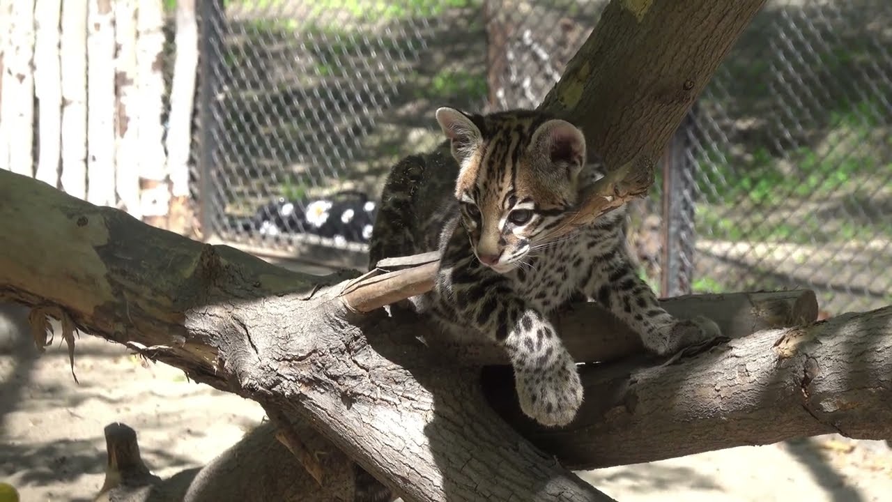 Оцелот Стеша. 28.05.2023