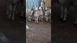 A7San 7Awli 2019 Tba3 112 Alfe