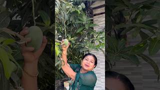 #Raw mango preservation methods #Raw mango cubes