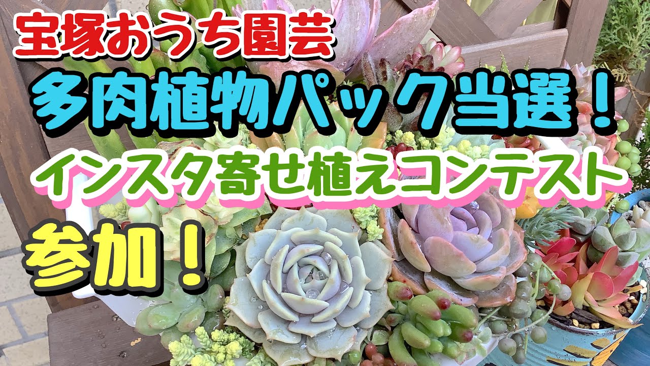 宝塚おうち園芸多肉植物パック当選 インスタ寄せ植えコンテスト参加 Youtube