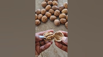 Cracking walnuts are fun😍|#gardening|#farming|#satisfying|#asmr