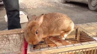 видео Где купить кроликов в Украине