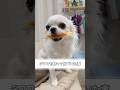 チワワを飼って気づいたこと#あるある #犬のいる生活