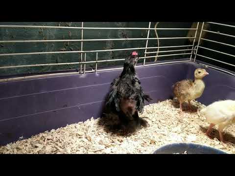 Baby rooster crowing