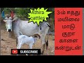 மூன்றாம் ஈத்து மயிலை மாடு குறா காளை கன்றுடன் @athiracattles4372