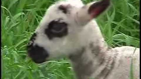 "Every" - Creation vs evolution