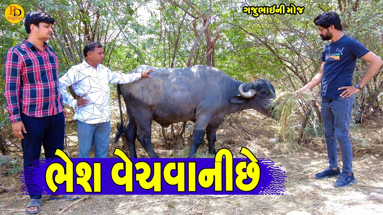 Bhesh Vechvaniche || ભેશ વેચવાનીછે || Gajubhai ni Moj || Deshi Comedy ||