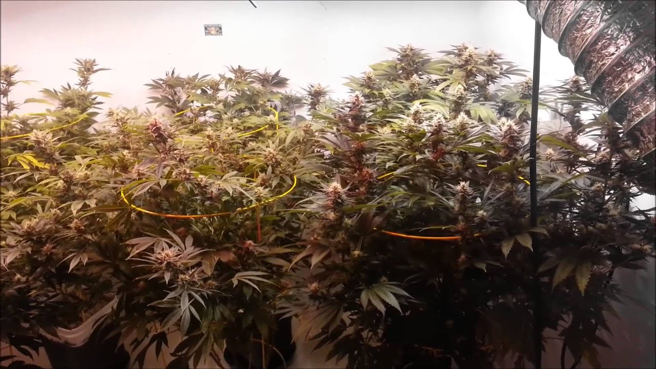 In His Words The Flower Initiator E-Effect 50 Deep Red Booster Project Customer Supplied #3