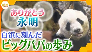 ありがとう白浜パンダ「永明」　体の弱い幼少期から頭の子を持つパパに…ファンと飼育員年の思い【かんさい情報ネット ten.特集】