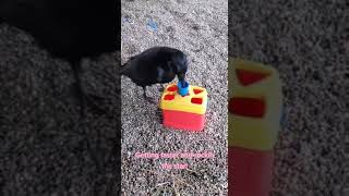 Intelligent crow solve the puzzle