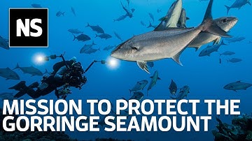 Waarom wetenschappers vechten om deze oceaanberg te beschermen