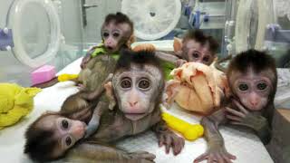 China’s Cloning Revolution: Inside the Labs Creating Genetic Copies
