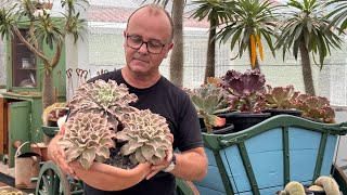 Essas suculentas não vão mais ficar aqui — olha só o porquê