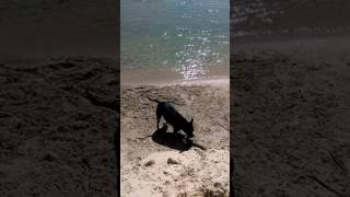 Out with the boy today he's a bit grumpy