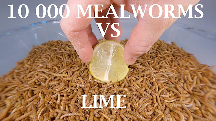 10 000 Mealworms vs LIME