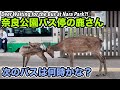 奈良公園バス停の鹿さん Deer Waiting for the Bus at Nara Park?! 🦌