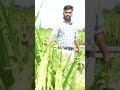 धान की सबसे जबरदस्त उत्पादन देने वाली वैरायटी #ytshorts #farming