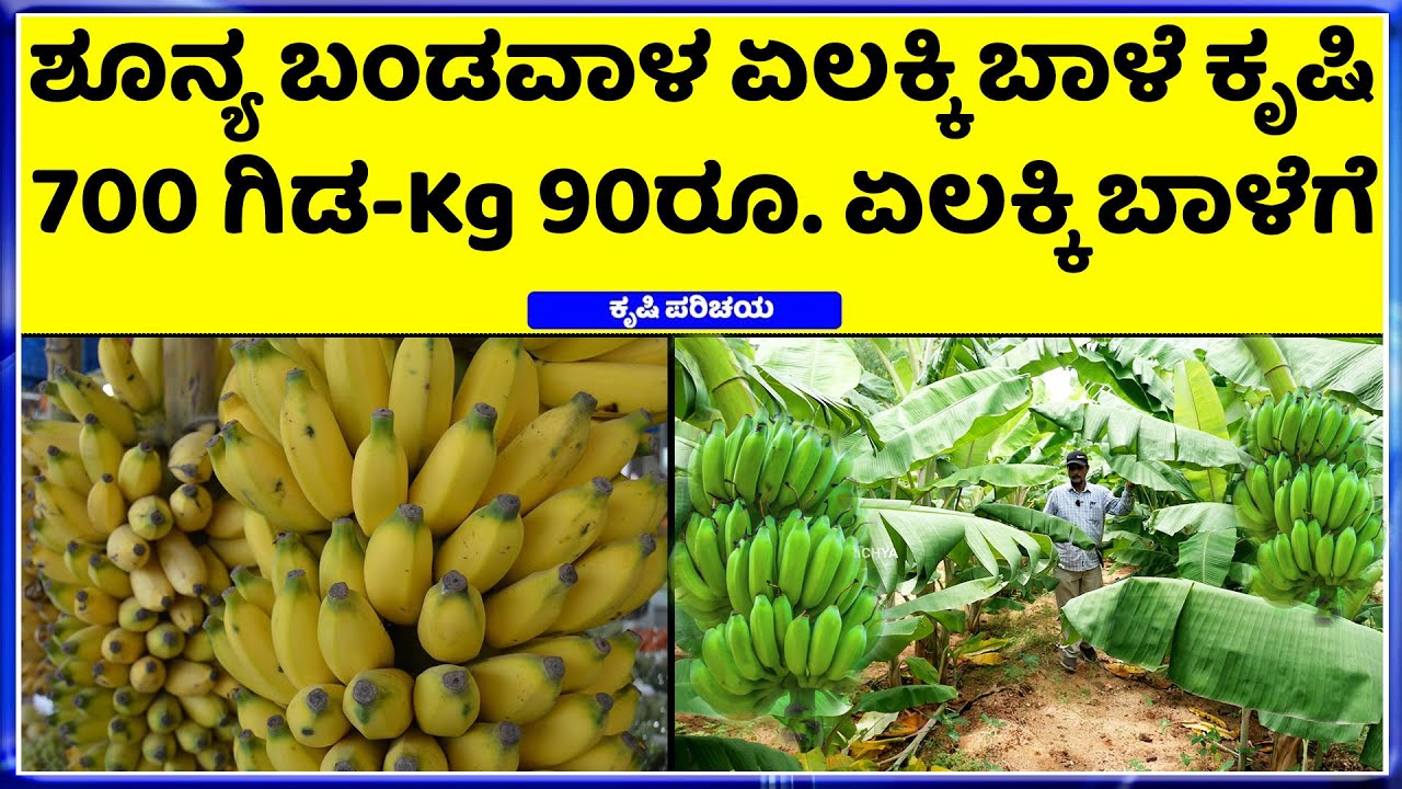 Ep-2 Kg 90ರೂಪಾಯಿ ಏಲಕ್ಕಿ ಬಾಳೆಗೆ ಬಾರಿ ಬೇಡಿಕೆ  Elaichi Banana Farming Details In Kannada -