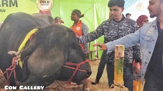 Jafarabadi Buffalo | Dhaka Cattle Expo 2023 | SS CATTLE FARM | Cow Gallery