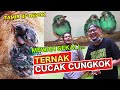 MEWAH..!! SUKSES TERNAK BURUNG CUCAK CUNGKOK MULAI PRODUKTIF LAGI