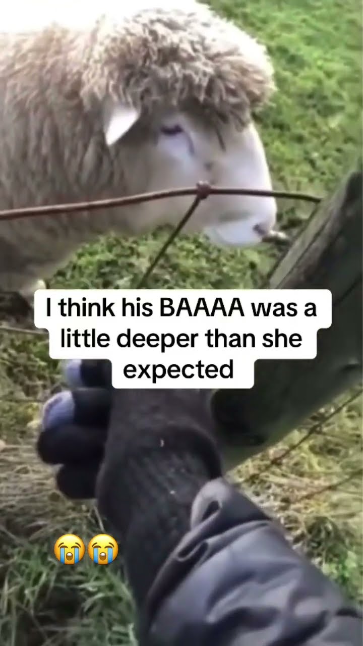 That baa was deeper than expected