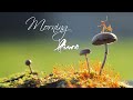 Morning Relaxing Music - Positive Piano Music With Birds Singing For Stress Relief and Studying