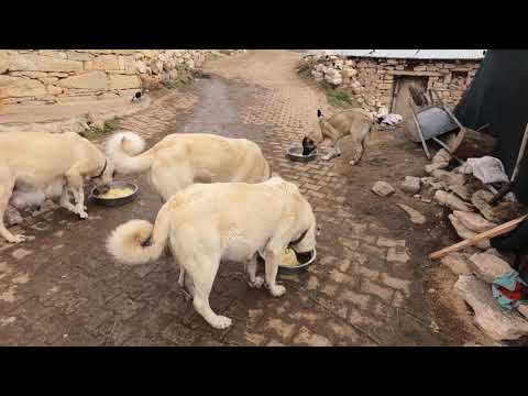 Video: Mensen Met Hondenkoppen En Enorme Oren: Bizarre Volkeren Uit Vervlogen Tijden