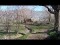 بیداری بهار با نغمه پرندگان      
