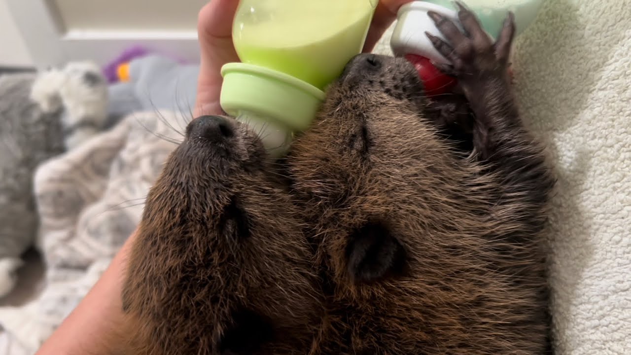 Double trouble baby beavers