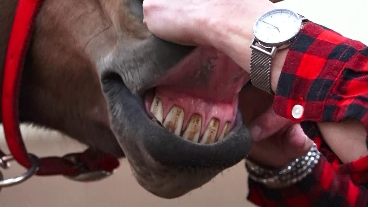 Horse Dehydration Check YouTube