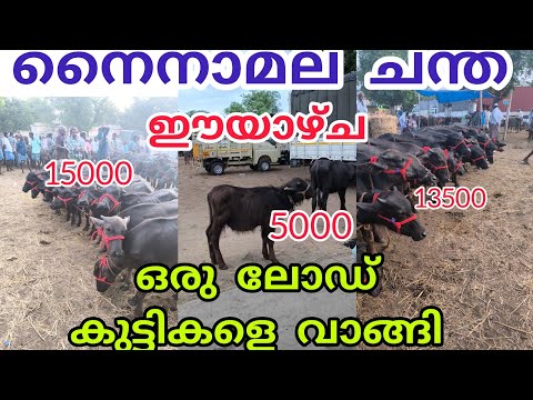 ഈയാഴ്ച കുട്ടികൾ കുറവ് ആണ് #buffalomarketvideotamilnadu #Cowmarket #buffalo #Anwarvlog #animals 